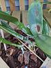 Catt Hawaiian Island Bride leaf spots-mvimg_20200704_204418-jpg