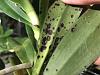 Black spots on my Aerangis articulata leaves-fc17dc1f-2165-44b2-8d10-eb138cbca135-jpg
