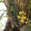 Growing Epiphytes on Trees - zone 9/10 Mediteranean Climate-p1000436-jpg