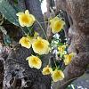 Growing Epiphytes on Trees - zone 9/10 Mediteranean Climate-p1000437-jpg