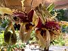 Stanhopea tigrina 'Glory of Mexico'-img_4417-jpg