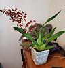 Cute new grocery store NoID Oncidium (or maybe Oncostele)-20200711_151250-edited-jpg