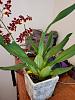 Cute new grocery store NoID Oncidium (or maybe Oncostele)-20200711_151309-edited-jpg
