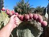 Opuntia robusta 2020-img_20200708_163439-jpg
