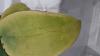 Phalaenopsis mariae - yellow leaves and new basal growth-20200713_224535-jpg