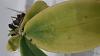 Phalaenopsis mariae - yellow leaves and new basal growth-20200713_224526-jpg