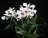 Dendrobium Nora Tokunaga-dsc00801-01-jpg