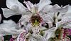 Dendrobium Nora Tokunaga-dsc00806-01-jpg