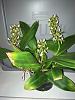 Orchid Board Mystery Plant of the Day Contest-prosthechea-fragrans-jpg