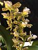 Orchid Board Mystery Plant of the Day Contest-prosthechea-fragrans-2-jpg