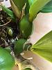 Orchid Board Mystery Plant of the Day Contest-prosthechea-fragrans4-jpg