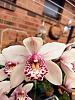 Greetings form Australia &#128578;-orchid-5-jpg