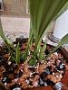 Embreea rodigasiana 'Rogue Orchids' x Stanhopea tigrina 'Glory of Mexico' progress-20200719_162611-edited-jpg