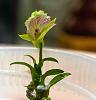 Precocious flowering-vanda-tesselleta-pink-lip-aer-houlettiana2-jpg