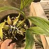 Coryanthes macrantha Doing Well, err, Better-4ad0a492-d6b7-4253-8260-c121a933a860-jpg