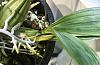 Coryanthes macrantha Doing Well, err, Better-73199a37-969b-4bd7-835c-2700d7dc0c17-jpg