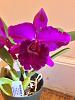 Orchids in bloom late July.-259ad158-ef29-41c1-a5d2-91d31a0106a2-jpg