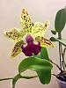 Orchids in bloom late July.-ca9b0045-a3d1-4bac-8f31-ce6b7a8ea362-jpg