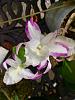 Orchids in bloom late July.-3b4778bd-93e6-48fc-bf53-fbdfa56e7553-jpg