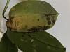 Phalaenopsis spots on leaves and strange growth-6c1e3cf0-9ce6-4237-a507-a5cae4ba6aa0-jpg