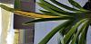 Help.  Sudden Miltoniopsis Leaf Yellowing with Dark Outline-milt-leaf-pic-2-jpg