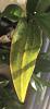 Dendrobium phal leaves yellowing after repot-orchid_leaf_2-jpg