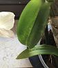 Dendrobium phal leaves yellowing after repot-orchid_leaf_4-jpg