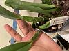 Cattleya bulbs getting wrinkled, new growths skinny-img-8120-jpg