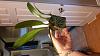 Bulbophyllum dentiferum - root care?-20200804_101711-jpg