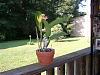 part of my lil orchid collection-orchid-catt3-june-08-jpg