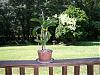 part of my lil orchid collection-orchid-den2-june-08-jpg
