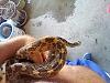 Natural pest control-pituophis_catenifer_affinis_20200807_seca-jpg