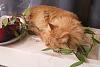 ginger cat-gingercat-vanilla_2-jpg