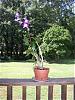 part of my lil orchid collection-orchid-den-june-08-jpg