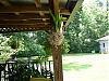 part of my lil orchid collection-orchid-miltassia-june-08-jpg