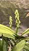 Repot catasetum to allow room for new growth?-4406b98a-4b84-4043-9b3b-11c3a7f2845c-jpg