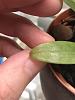 Paphiopedilum with missing top layer on leaf-0f9e5b64-7803-4762-8d03-324ff655317c-jpg