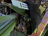 Should I repot a blooming orchid-img_0396-jpg