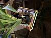 Should I repot a blooming orchid-img_0393-jpg