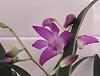 Dendrobium Jonathons Glory in bloom-20200813_132802-jpg