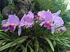 Cattleya: Help with identifying and appraising!-photo2-jpg