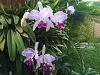 Cattleya: Help with identifying and appraising!-photo3-jpg