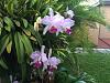 Cattleya: Help with identifying and appraising!-photo4-jpg