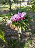 Cattleya: Help with identifying and appraising!-orchid1-jpg