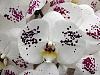 Phalaenopsis Dalmatian-geometri_spotted-phal_edited-jpg