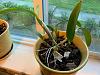 Cattleya: Help with identifying and appraising!-orchid-pot-jpg