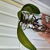 Help with care of mini Phal with very limp lighter green leaves-img_20200818_130857-jpg