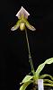 First time blooming of P. fairrieanum x P.callsum-paphiopedilum-callosum-paphiopedilum-fairrieanum-2-jpg