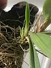 Is anybody growing Ionopsis utricularioides?-7c5a9d49-8de8-4f8b-abf7-cc3b4996d1c4-jpg