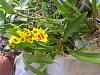 Oncidium 'Tiger Crow' from grocery store-20200826_182202-jpg
